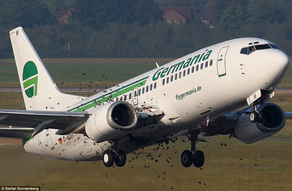 birdstrikegermania_large.jpg