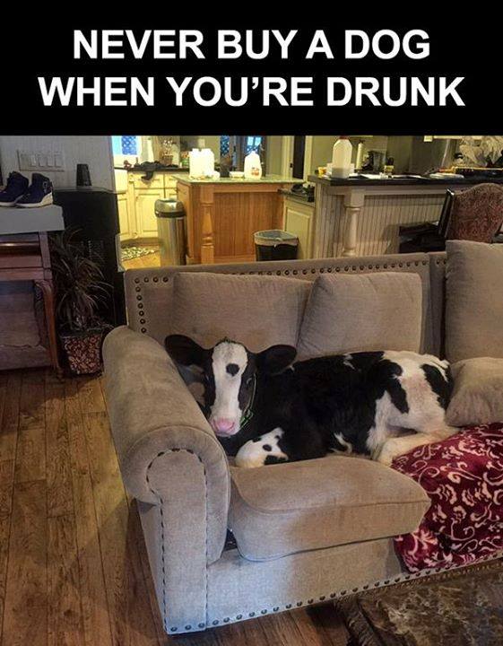 dog.jpg
