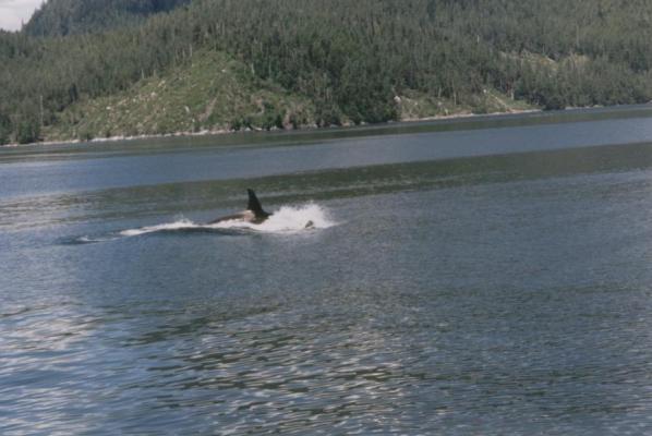 PNW 012.jpg